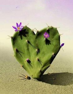 a green heart shaped cactus with purple flowers on it's side in the sand