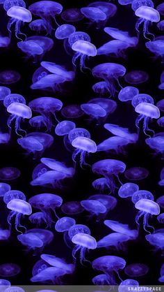 purple jellyfish are floating in the dark water, and it looks like they're swimming