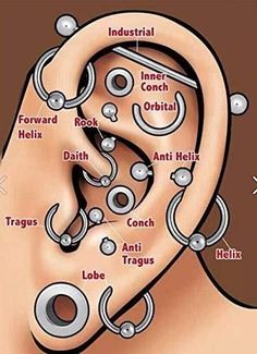 an ear labeled with all the different types of piercings and their corresponding parts are shown in this diagram