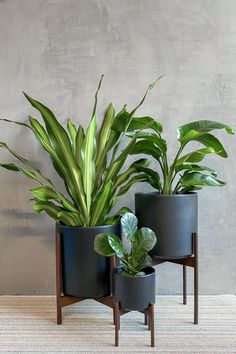 two black planters with green plants in them