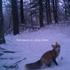 a fox is running through the snow in front of some trees with words on it