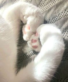 a white and black cat sleeping on top of a couch