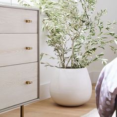 a plant in a white vase next to a dresser