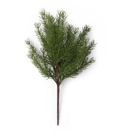 a small tree is shown on a white background