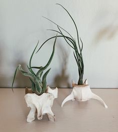 two air plants sitting on top of a table next to each other in vases