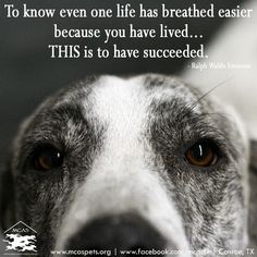 a close up of a dog's face with a quote on it