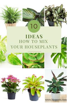 the top ten houseplants you can mix together to create a beautiful display for your home