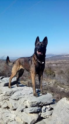 a dog standing on top of a rocky hill