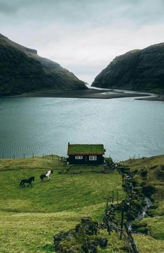 horses graze on the grass in front of a small house near a body of water