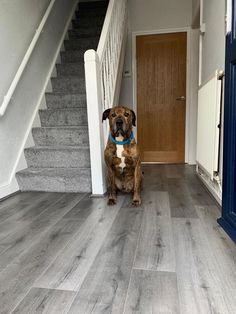 a dog is sitting on the floor in front of some stairs and door to another room