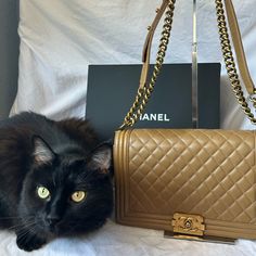 Authentic Large Chanel Leboy In Luxurious Lamb Skin. W/ Box And Physical Certificate Of Authenticity (Cat Not Included) This Can Be Worn As A Crossbody Or A Shoulder Bag. Rose Gold Hardware. Seriously Stunning. Amazingly Well Cared For Condition. “A” Condition. Year 2019. The Purse Looks Hardly Used. Plastic Still On The Zipper. Comes In Her Box And Physical Certificate Of Authenticity! Slight Discoloration At The Top Of The Bag That Is Hard To See And A Smaller Than A Dime Size Water Mark On Th Water Mark, Iconic Bags, Rose Gold Hardware, French Fashion, Coco Chanel, Chanel Boy Bag, Bago, Karl Lagerfeld, Gold Hardware