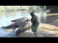 a man standing next to two elephants in the water