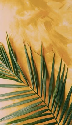 a palm leaf on a yellow background