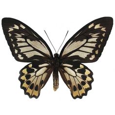 a black and white butterfly on a white background