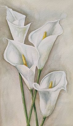 three white calla lilies in a green vase on a beige background with watercolor pencils