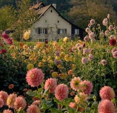 a house surrounded by flowers in front of trees and bushes with the words dream place above it