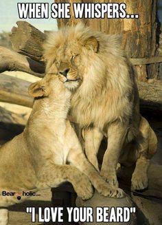 two young lions playing with each other in their zoo enclosure at the zoo, one is rubbing its head on another's back