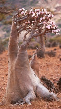 a tree that is in the dirt with its trunk sticking out and flowers growing on it