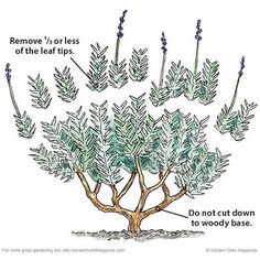 a tree with several branches and leaves labeled in the words, remove / lorries of the leaf tips don't cut down to woody base