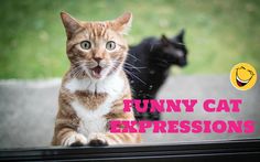 an orange and white cat sitting on top of a window sill next to a black cat