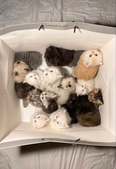 a bunch of cats are in a white box