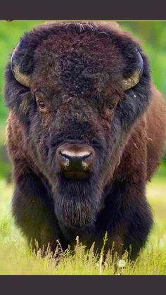 an adult bison is standing in the grass