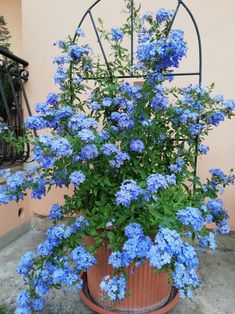 a potted plant with blue flowers in it