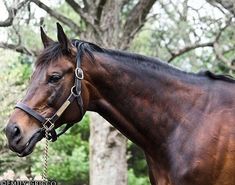 a brown horse wearing a bridle standing in front of some trees and bushes