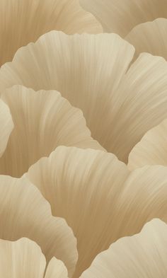 a close up view of the petals of a large, pale colored flower with very thin leaves