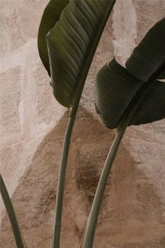 there is a plant that is growing out of the ground next to a stone wall