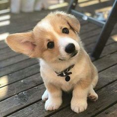 Baby Corgi, Dog Home, Corgi Dog