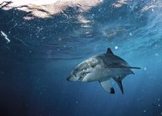 a great white shark swimming in the ocean