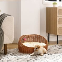 a small dog laying on the floor next to a wicker bed in a living room