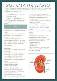 an image of the anatomy of the kidney and its surrounding parts in spanish, with caption