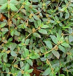 Kebun Herbal, African Herbs, Medicinal Weeds, Ayurvedic Plants, Backyard Gardens, Magia Das Ervas, Plant Benefits, Herbal Plants, Healing Plants