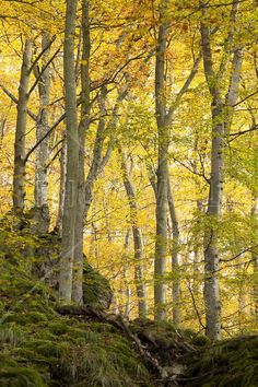 the trees are changing colors in the forest