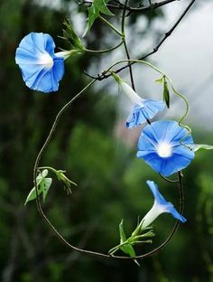 blue flowers are growing on a tree branch