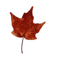 a single brown leaf on a white background