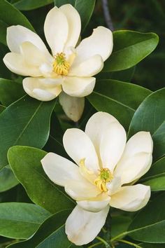 two white flowers with green leaves in the foreground and one yellow flower on the right