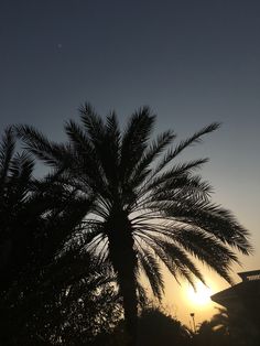 the sun is setting behind a palm tree