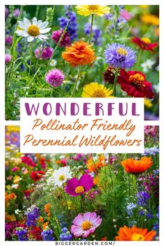 colorful wildflowers with the words wonderful pollillar friendly perennial flowers