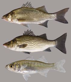 three different types of fish on a gray background