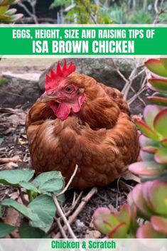 a chicken laying on the ground in front of some plants and flowers with text overlay that reads, eggs, height, size and raising tips of is a brown chicken