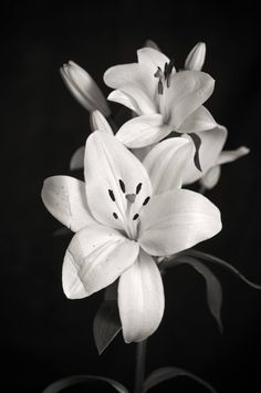 black and white photograph of flowers in the middle of blooming stems, with dark background