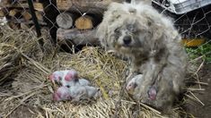 two puppies are playing with each other in the hay next to a chain link fence