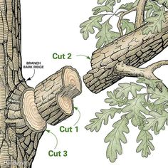 the parts of a tree that are cut in half and attached to a branch with leaves