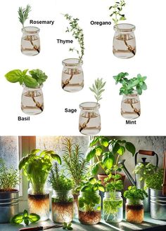 different types of plants in glass vases on a window sill with the words, how to grow herbs indoors