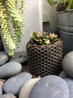 there is a potted plant in the middle of some rocks and other plants next to it