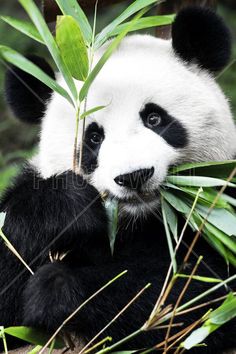 a panda bear sitting on top of a lush green forest next to tall grass and bamboo leaves