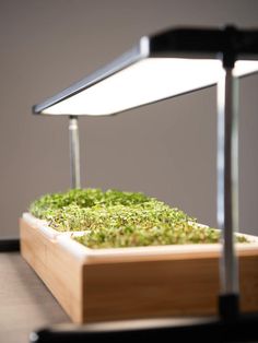 a wooden box filled with green plants under a white light on top of a table